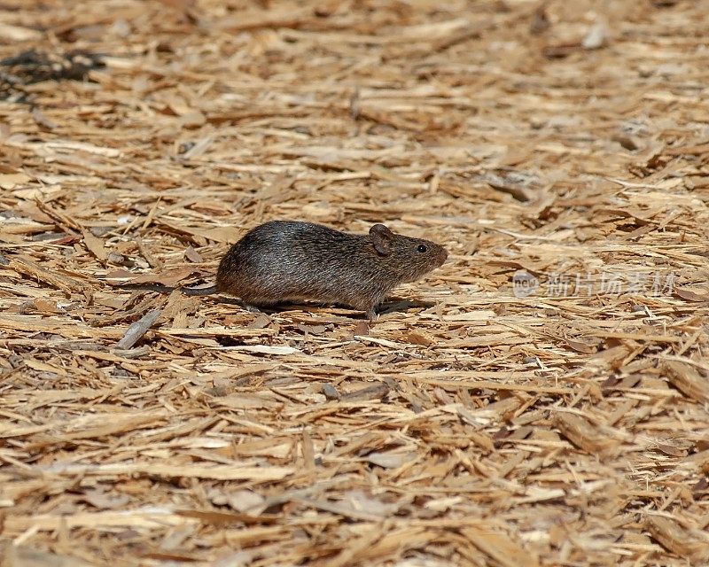一只野生的东部棉鼠，Sigmodon hispidus，正在穿过公园里布满木屑的小路。全身轮廓显示颜色，尾巴，眼睛，耳朵，皮毛和身体形状。摄于佛罗里达。